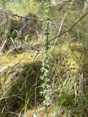 Platanthera transversa