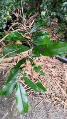 Diospyros blancoi