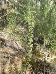 Platanthera transversa