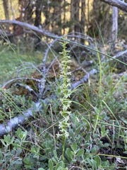 Platanthera transversa