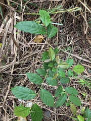 Glochidion philippicum