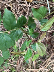 Glochidion philippicum