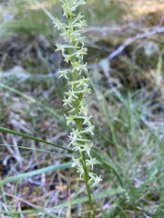 Platanthera transversa