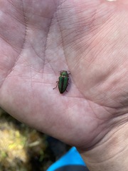 Buprestis aurulenta