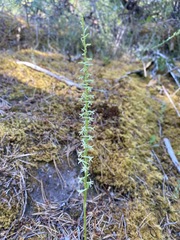 Platanthera transversa
