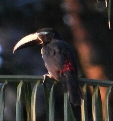 Pteroglossus inscriptus