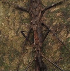 Neohirasea hongkongensis