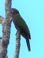 Deroptyus accipitrinus