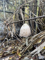 Coprinus comatus
