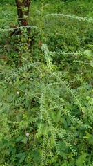 Phyllanthus amarus