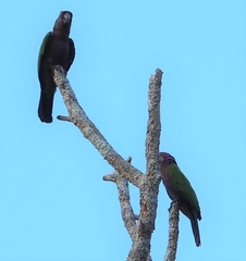 Deroptyus accipitrinus