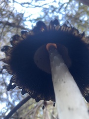 Coprinus comatus