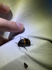 Nicrophorus investigator
