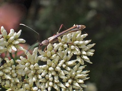 Enchoptera apicalis