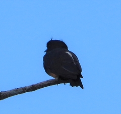 Chelidoptera tenebrosa