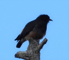 Chelidoptera tenebrosa