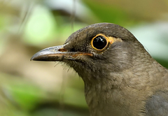 Turdus simillimus
