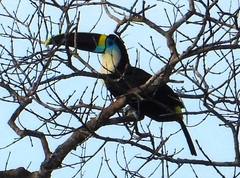 Ramphastos tucanus