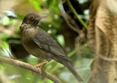 Turdus simillimus