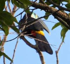 Ramphastos tucanus