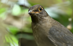 Turdus simillimus