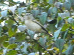 Vireo huttoni