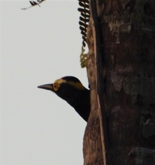 Melanerpes cruentatus