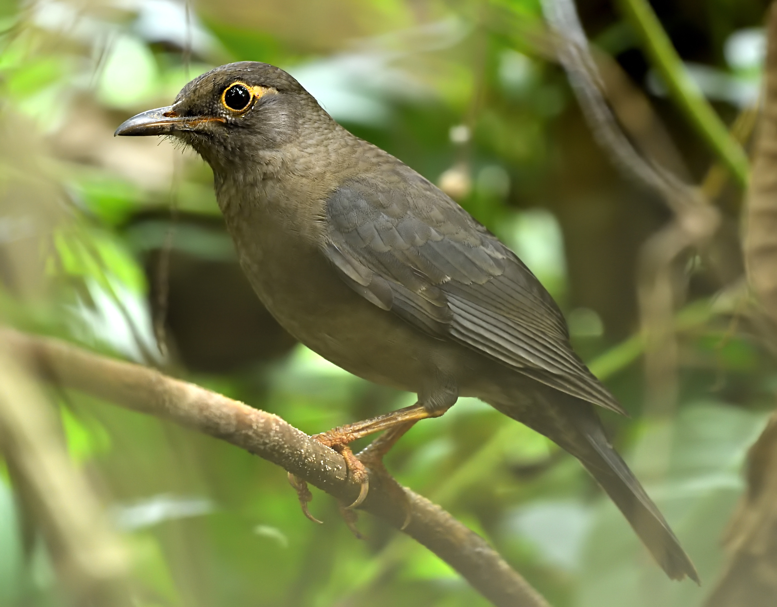 Indian Blackbird illustration