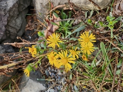 Grindelia