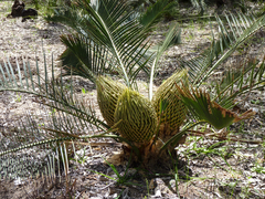 Macrozamia riedlei