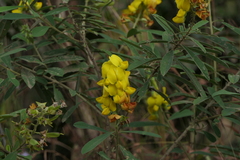 Crotalaria retusa