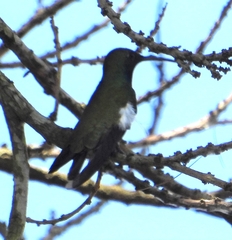 Anthracothorax nigricollis