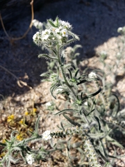 Johnstonella angustifolia