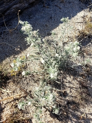 Johnstonella angustifolia