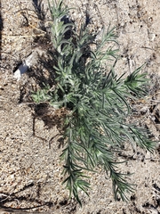 Johnstonella angustifolia