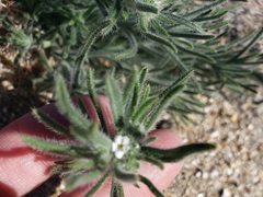 Johnstonella angustifolia