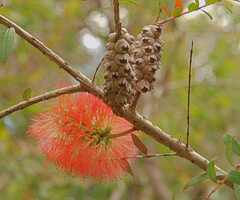 Melaleuca hypericifolia