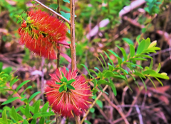 Melaleuca hypericifolia