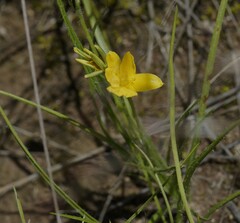 Hypoxis hygrometrica