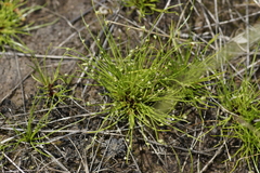 Isolepis