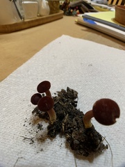 Hortiboletus campestris