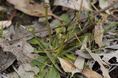 Solenogyne dominii