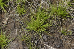 Isolepis