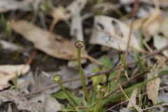 Solenogyne dominii