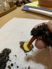 Hortiboletus campestris