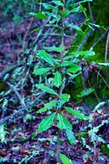 Heteromeles arbutifolia