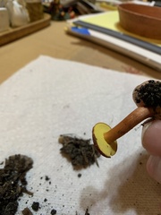 Hortiboletus campestris