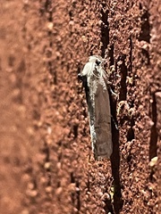 Antaeotricha