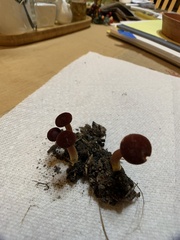 Hortiboletus campestris