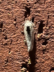 Antaeotricha